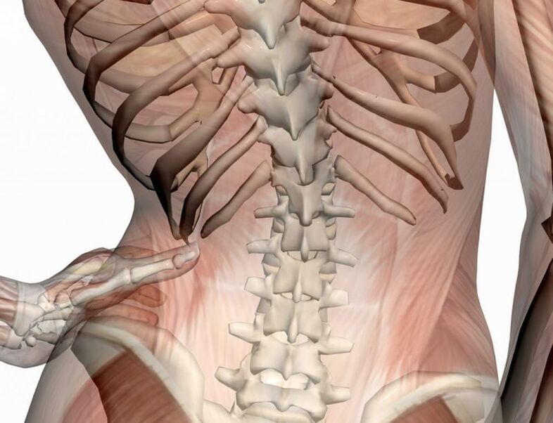 Structure of the lumbar region